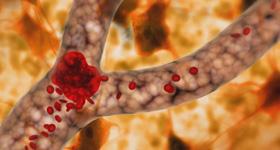 解剖及病理分析演示