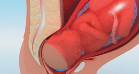 解剖及病理分析演示